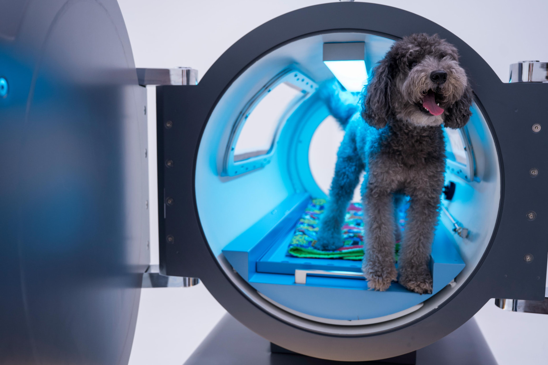 Pet chamber door open with a dog standing inside