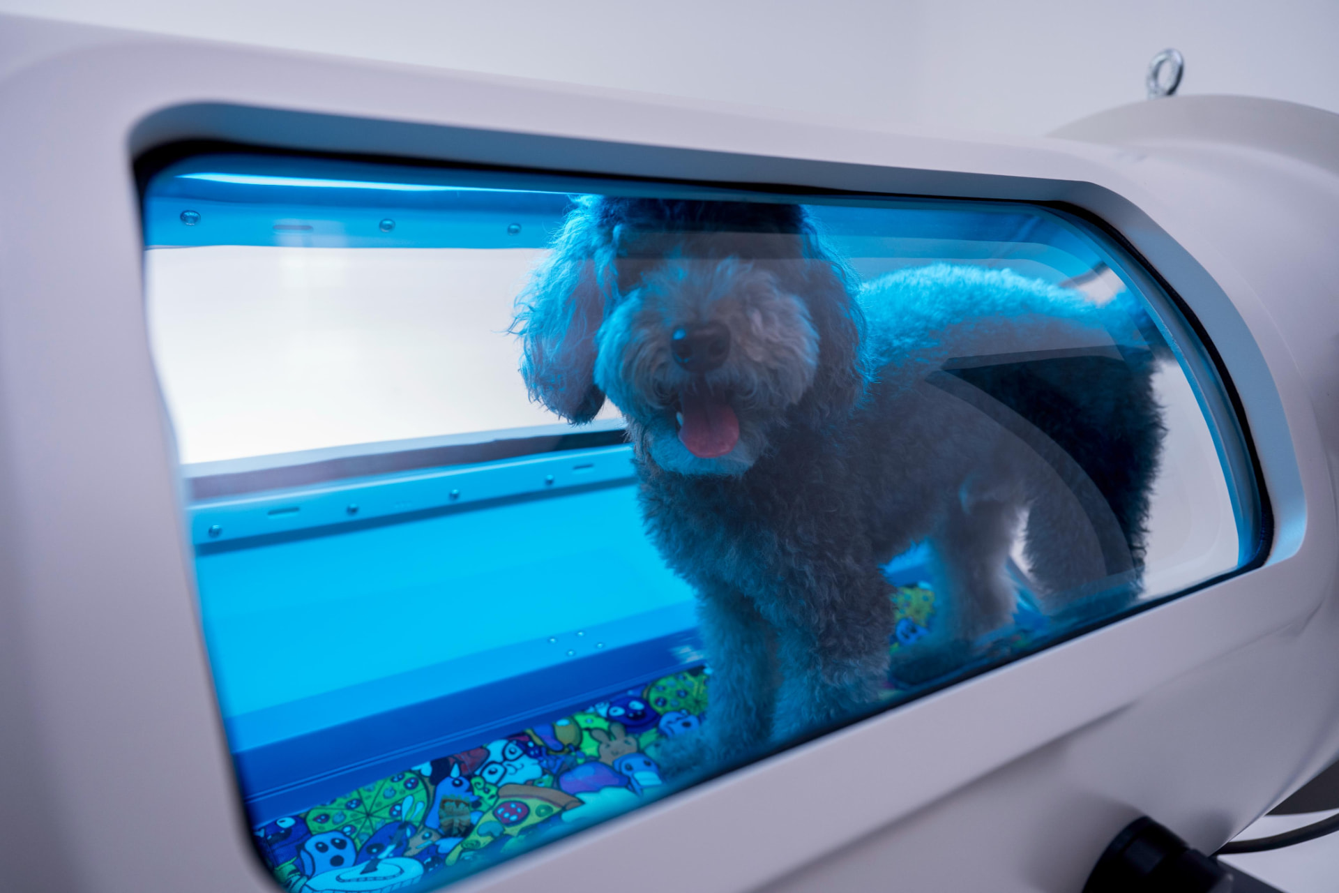 Dog inside a pet hyperbaric chamber under blue interior lighting